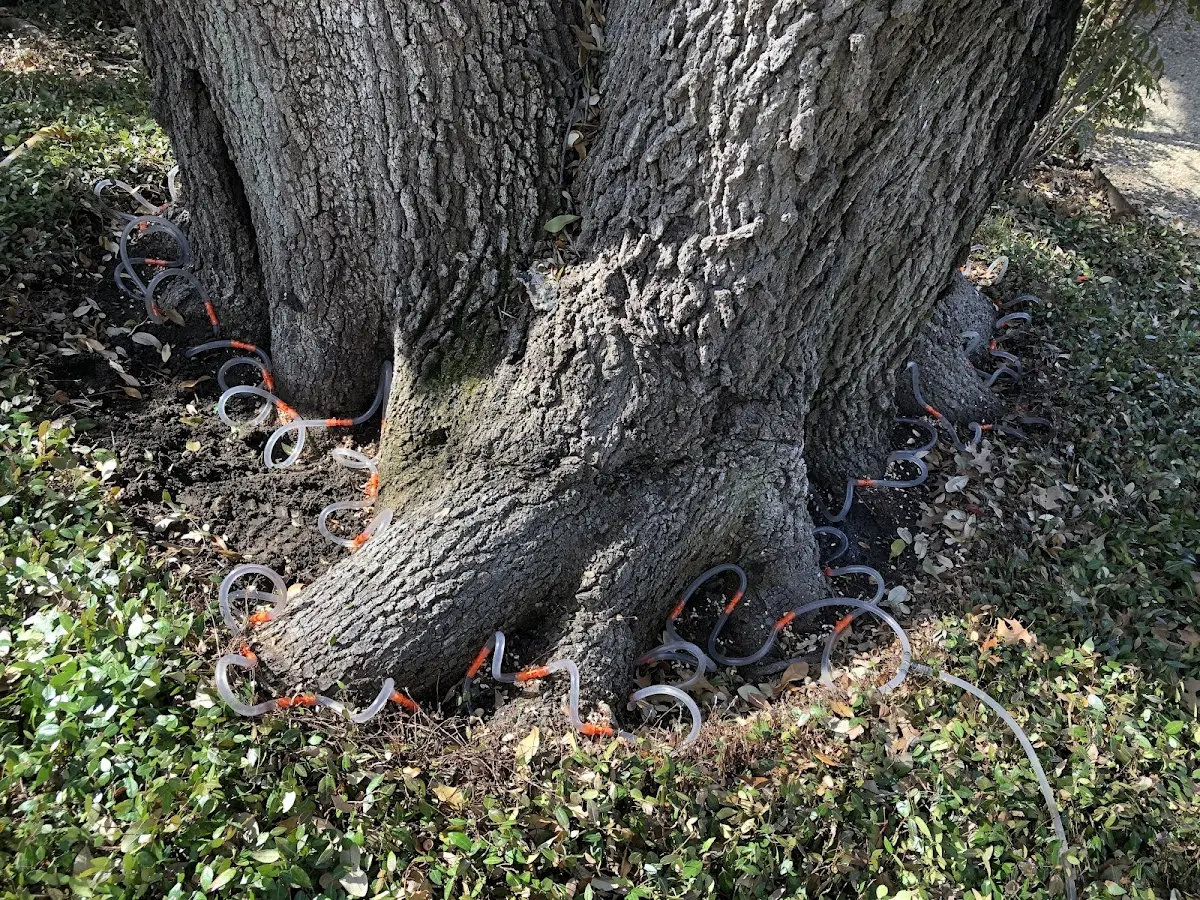 Detailed Tree Cabling and Bracing job site in Arthur City