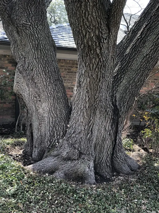 Mature heritage tree close to a Arthur City property cared for by certified arborists